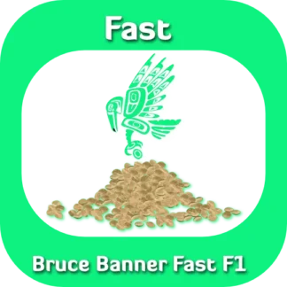Bruce Banner Fast F1