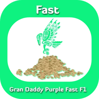 Gran Daddy Purple Fast F1